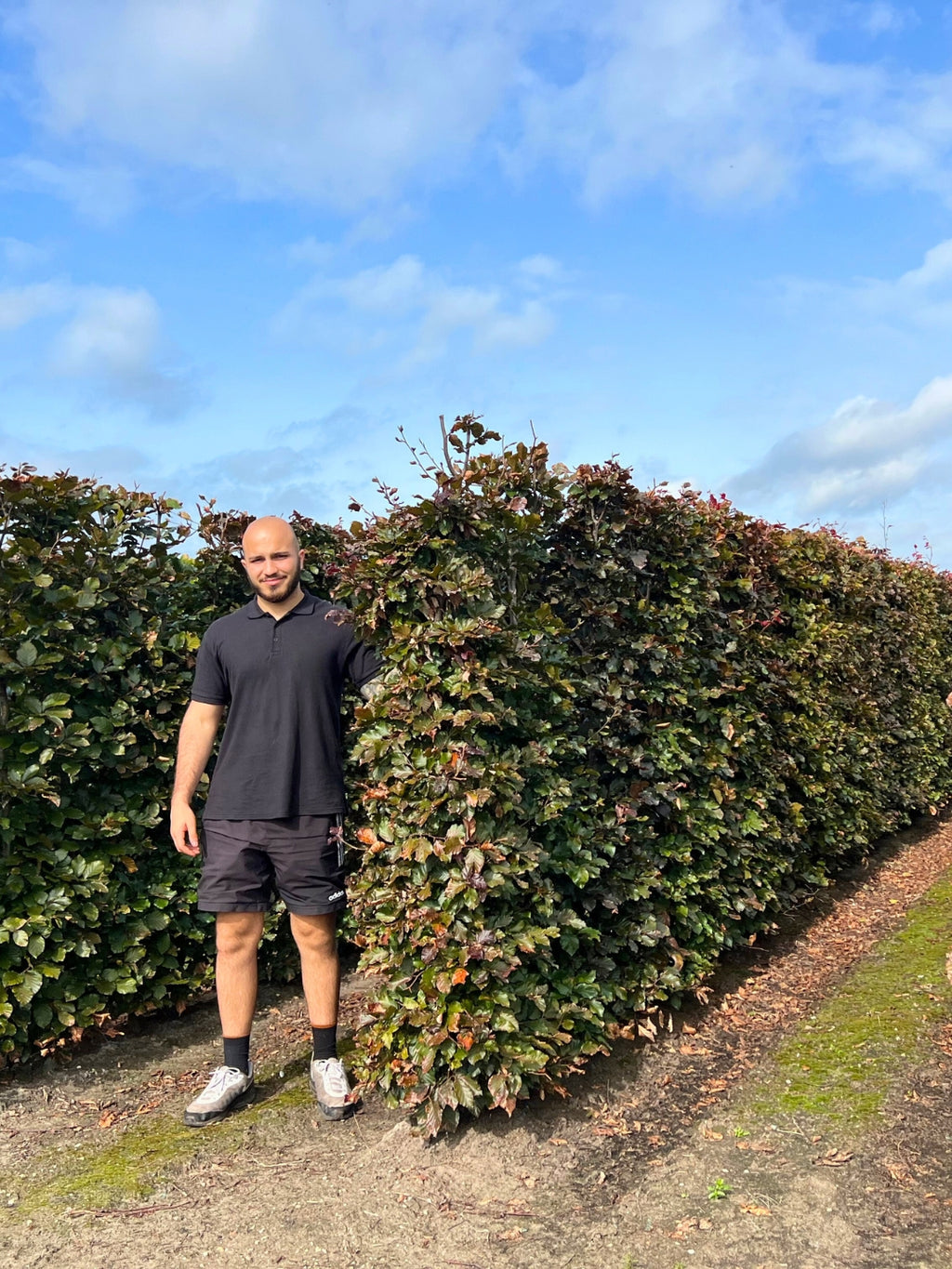 Copper Beech | Fagus Sylvatica Atropunicea | 1m Instant Hedging Length