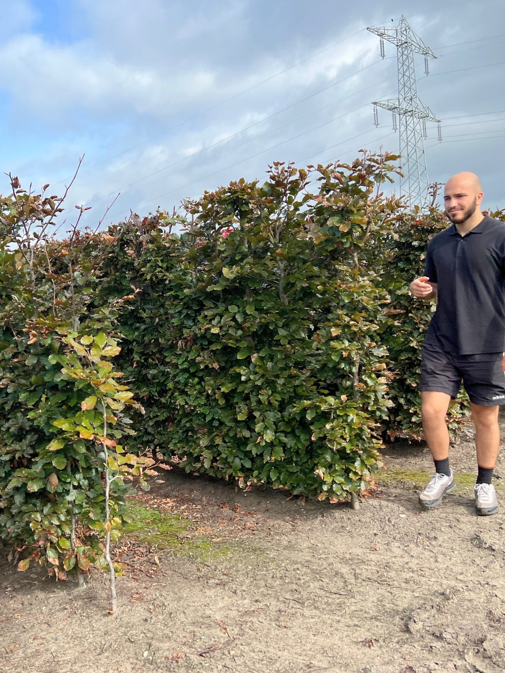 Copper Beech | Fagus Sylvatica Atropunicea | 1m Instant Hedging Length