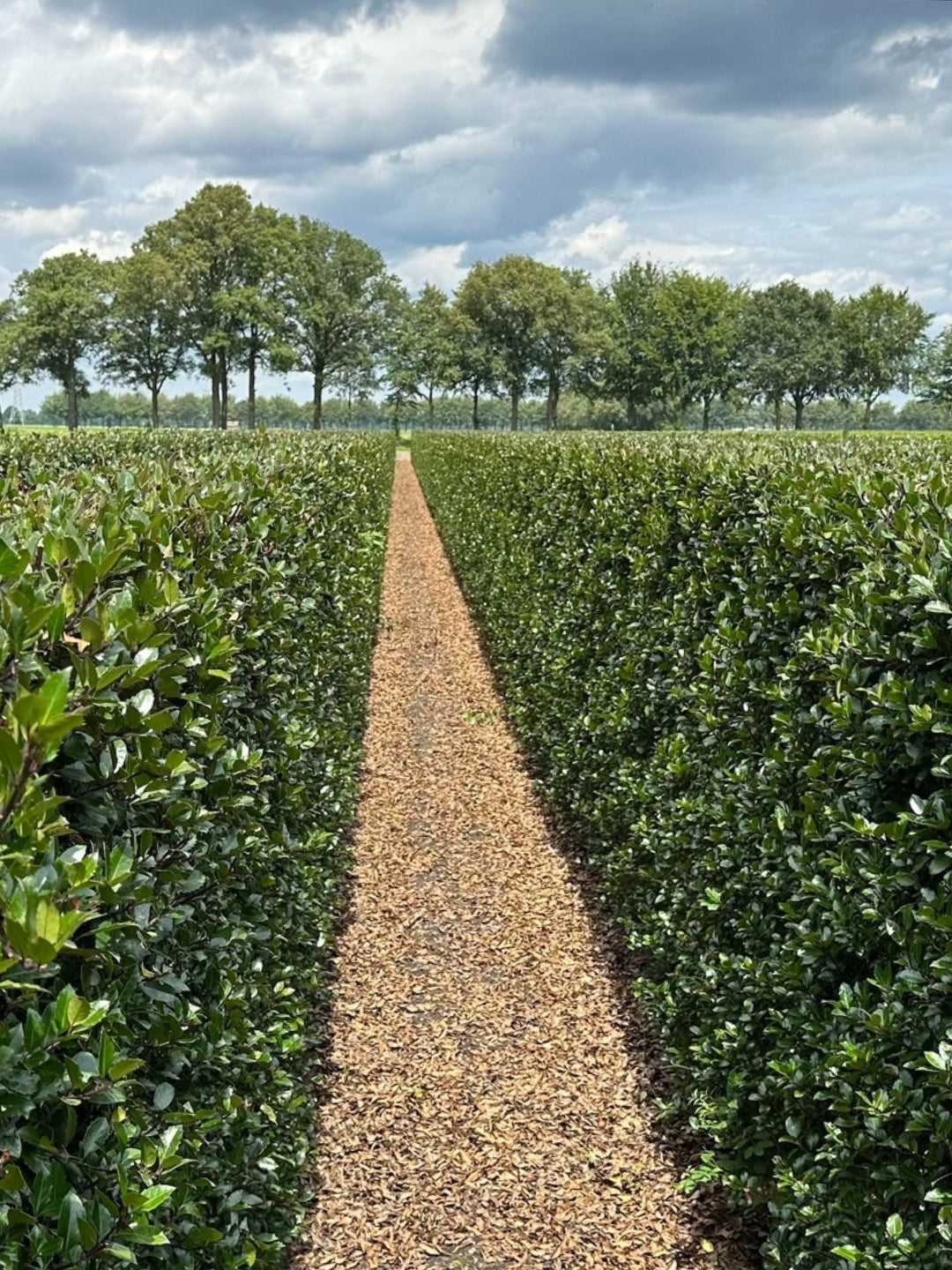Blue Holly | Ilex Meserveae Heckenblau | 1m Instant Hedging Length