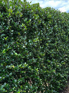Blue Holly | Ilex Meserveae Heckenblau | 1m Instant Hedging Length