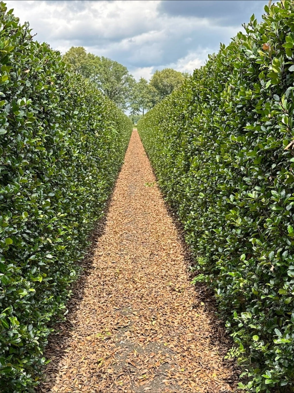 Blue Holly | Ilex Meserveae Heckenblau | 1m Instant Hedging Length