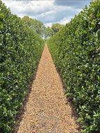 Blue Holly | Ilex Meserveae Heckenblau | 1m Instant Hedging Length