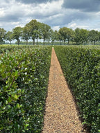 Blue Holly | Ilex Meserveae Heckenblau | 1m Instant Hedging Length