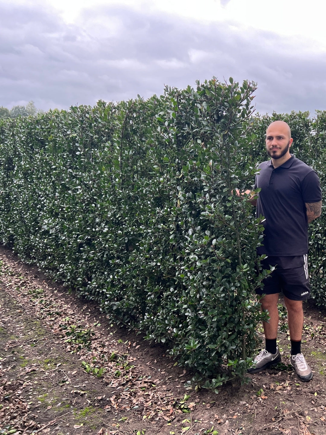 Blue Holly | Ilex Meserveae Heckenblau | 1m Instant Hedging Length