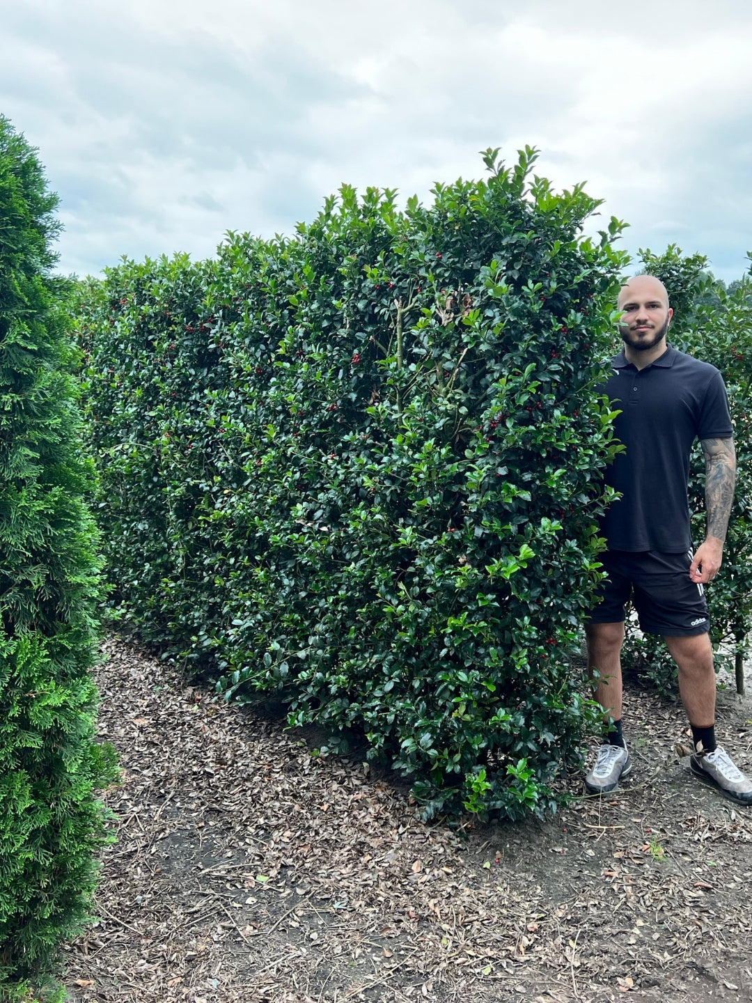 Blue Holly | Ilex Meserveae Heckenblau | 1m Instant Hedging Length
