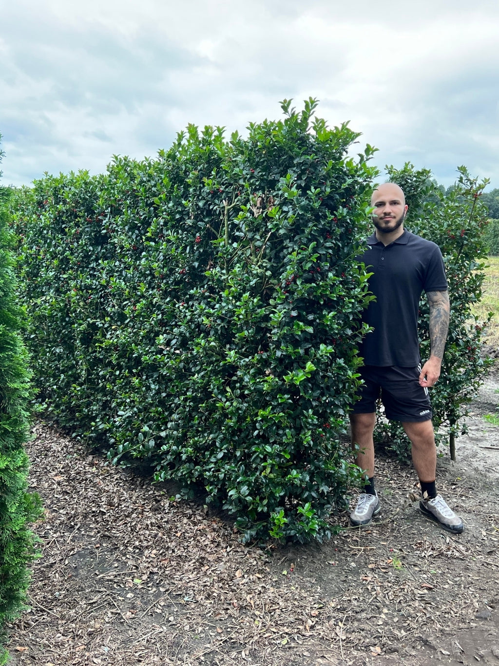 Blue Holly | Ilex Meserveae Heckenblau | 1m Instant Hedging Length