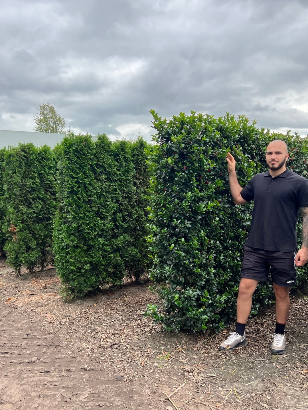 Blue Holly | Ilex Meserveae Heckenblau | 1m Instant Hedging Length