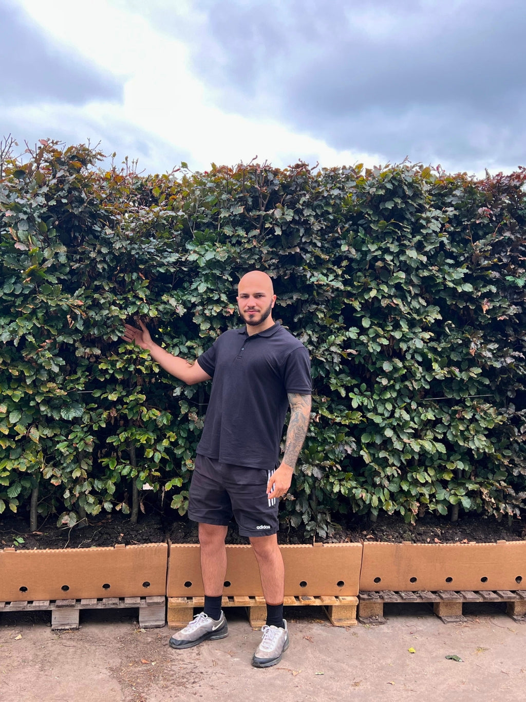 Copper Beech | Fagus Sylvatica Atropunicea | 1m Instant Hedging Length