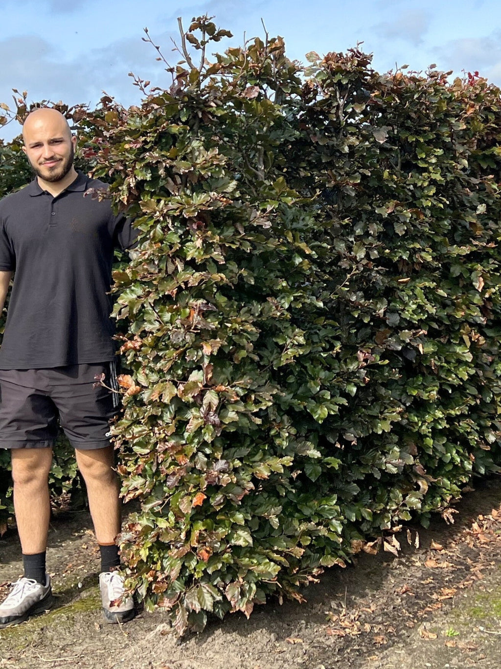 Copper Beech | Fagus Sylvatica Atropunicea | 1m Instant Hedging Length