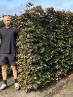 Copper Beech | Fagus Sylvatica Atropunicea | 1m Instant Hedging Length