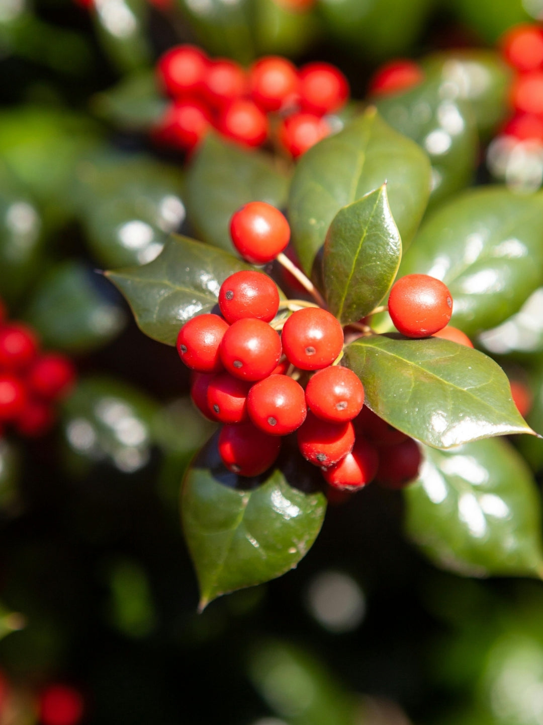 Blue Holly | Ilex Meserveae Heckenblau | 1m Instant Hedging Length