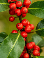 Blue Holly | Ilex Meserveae Heckenblau | 1m Instant Hedging Length