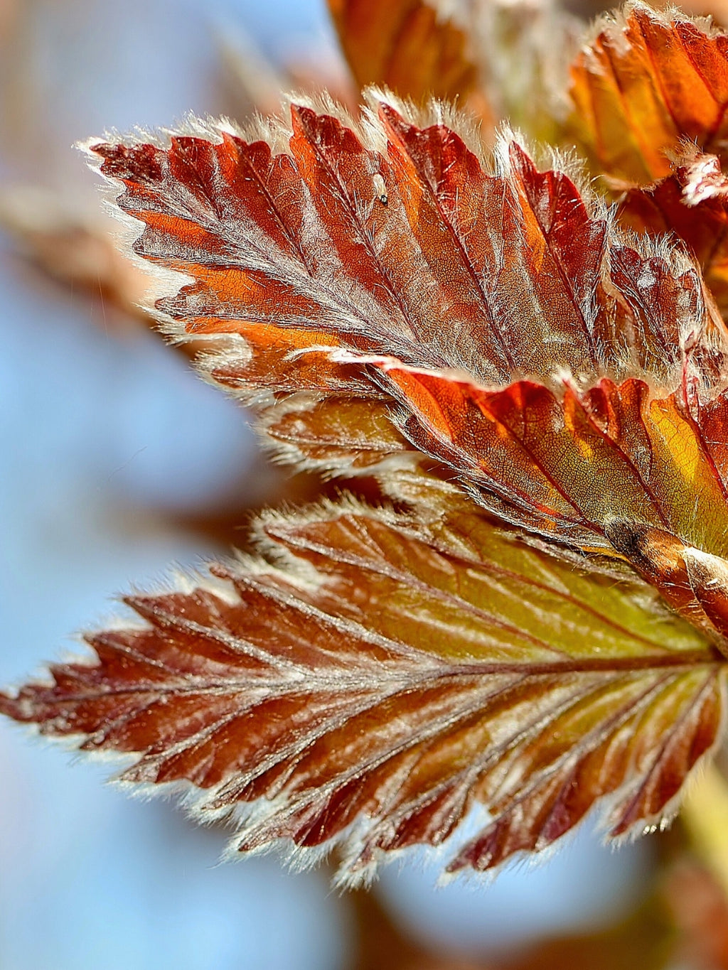 Copper Beech | Fagus Sylvatica Atropunicea | 1m Instant Hedging Length