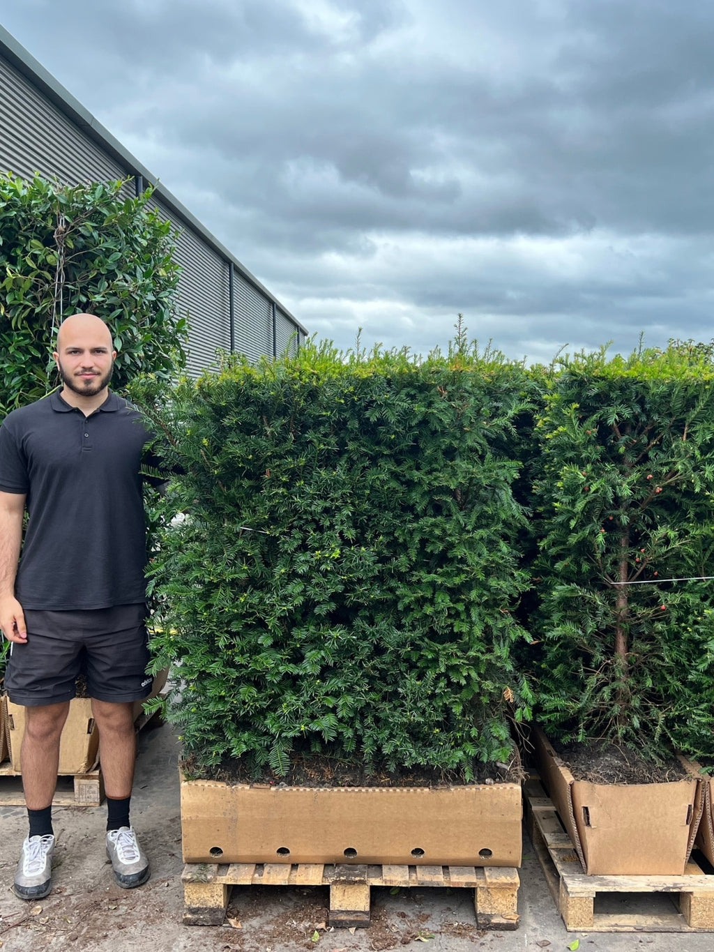 English Yew | Taxus Baccata | 1m instant Hedging Length