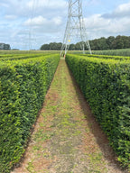English Yew | Taxus Baccata | 1m instant Hedging Length
