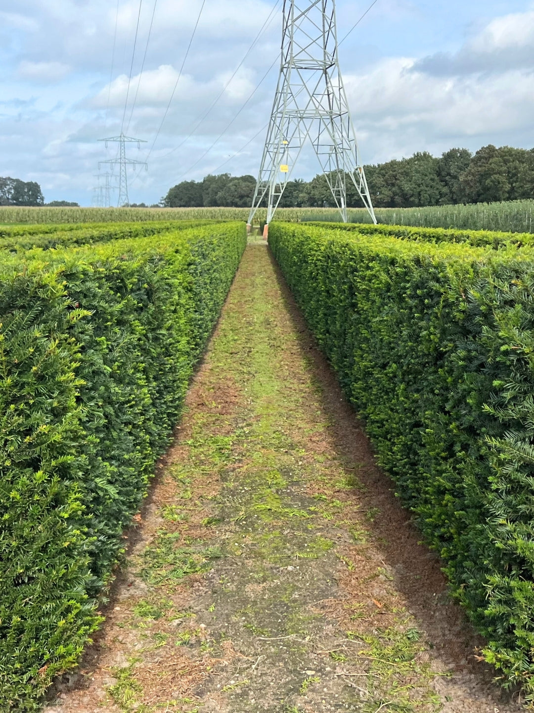 English Yew | Taxus Baccata | 1m instant Hedging Length