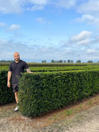 English Yew | Taxus Baccata | 1m instant Hedging Length