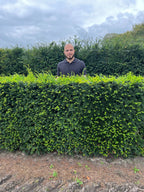 English Yew | Taxus Baccata | 1m instant Hedging Length