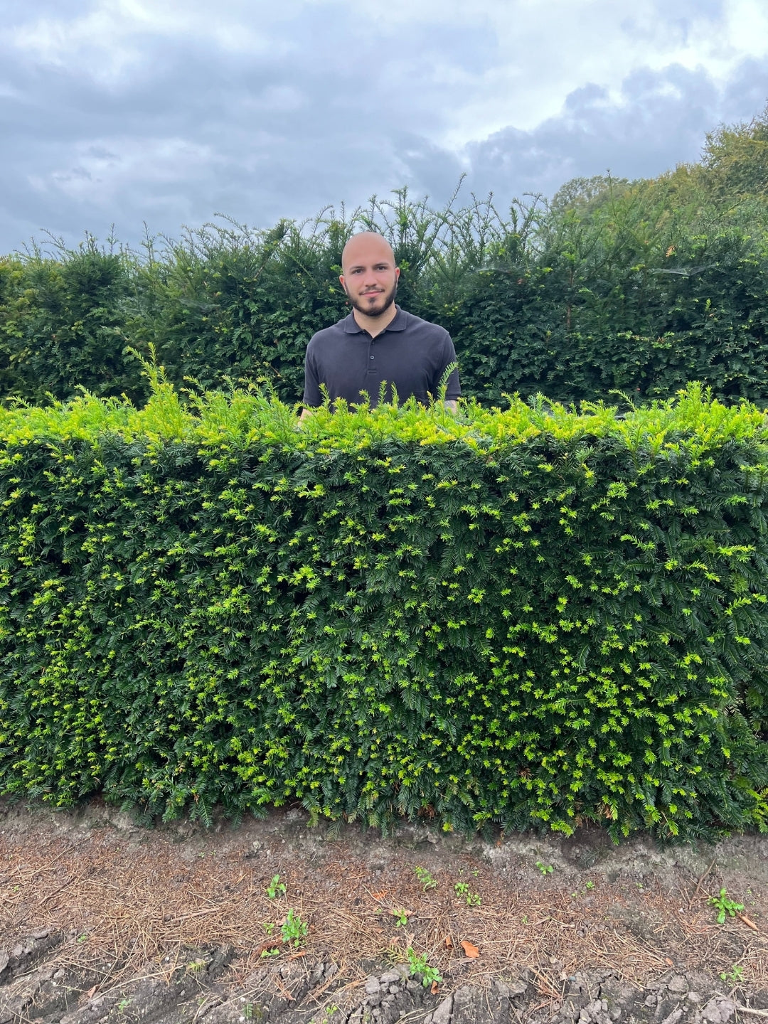 English Yew | Taxus Baccata | 1m instant Hedging Length