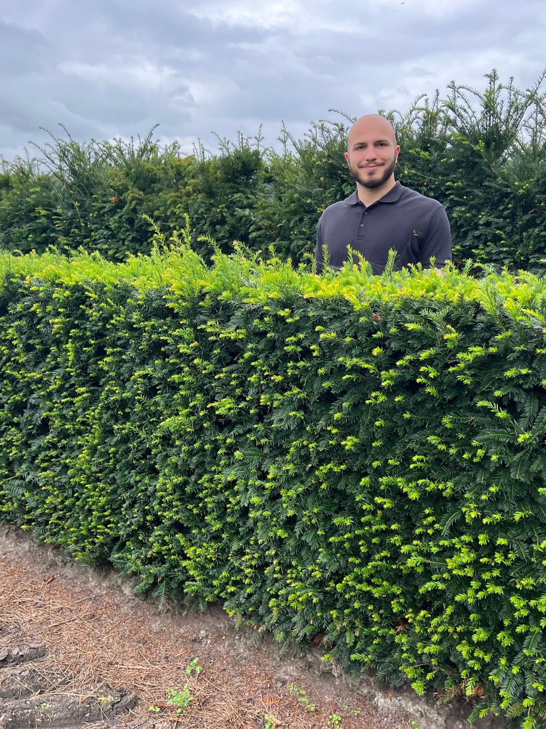 English Yew | Taxus Baccata | 1m instant Hedging Length