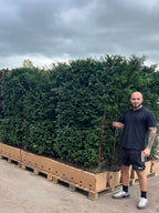 English Yew | Taxus Baccata | 1m instant Hedging Length