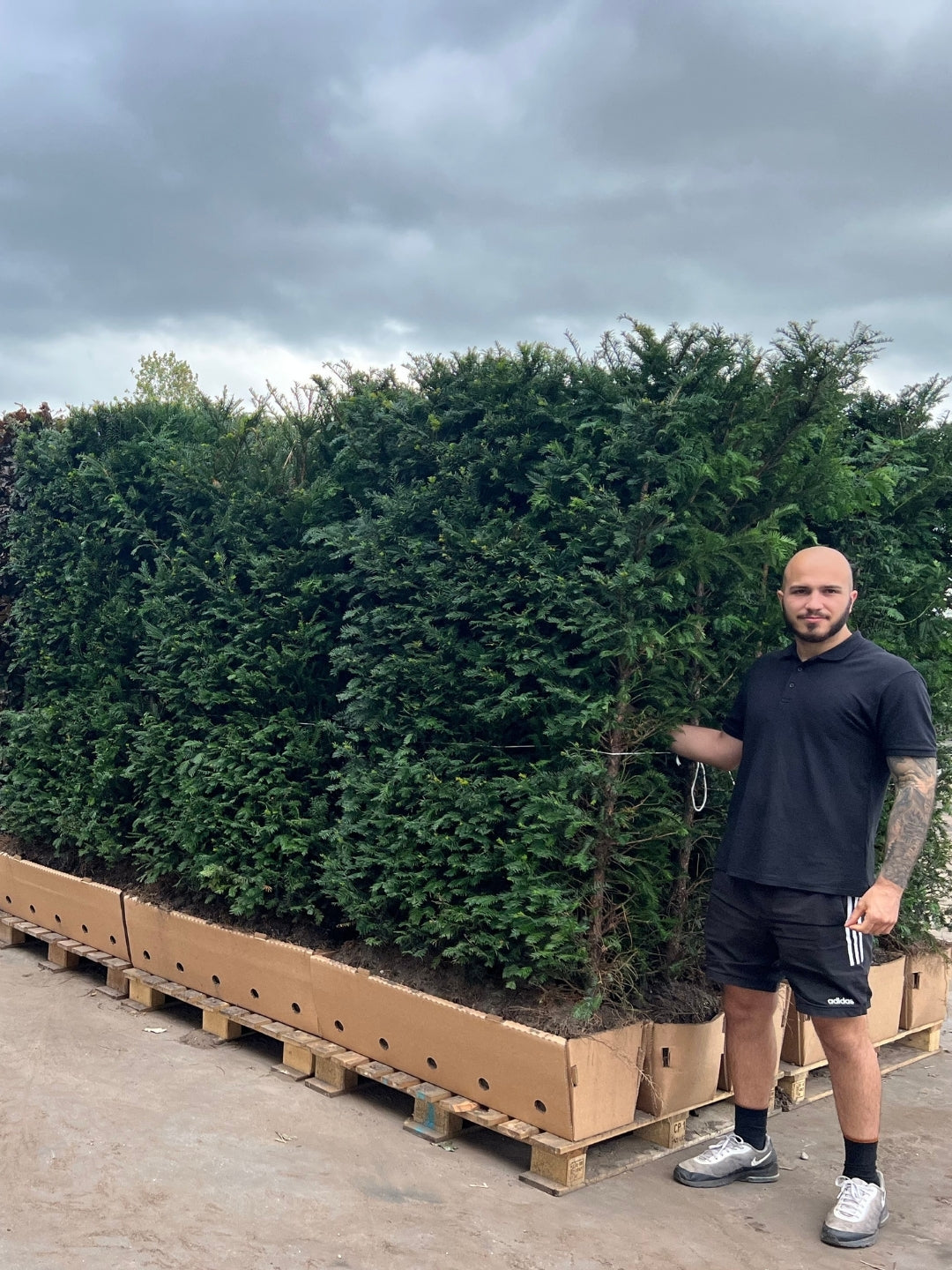 English Yew | Taxus Baccata | 1m instant Hedging Length