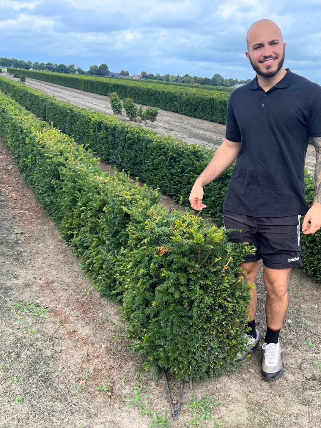 English Yew | Taxus Baccata | 1m instant Hedging Length