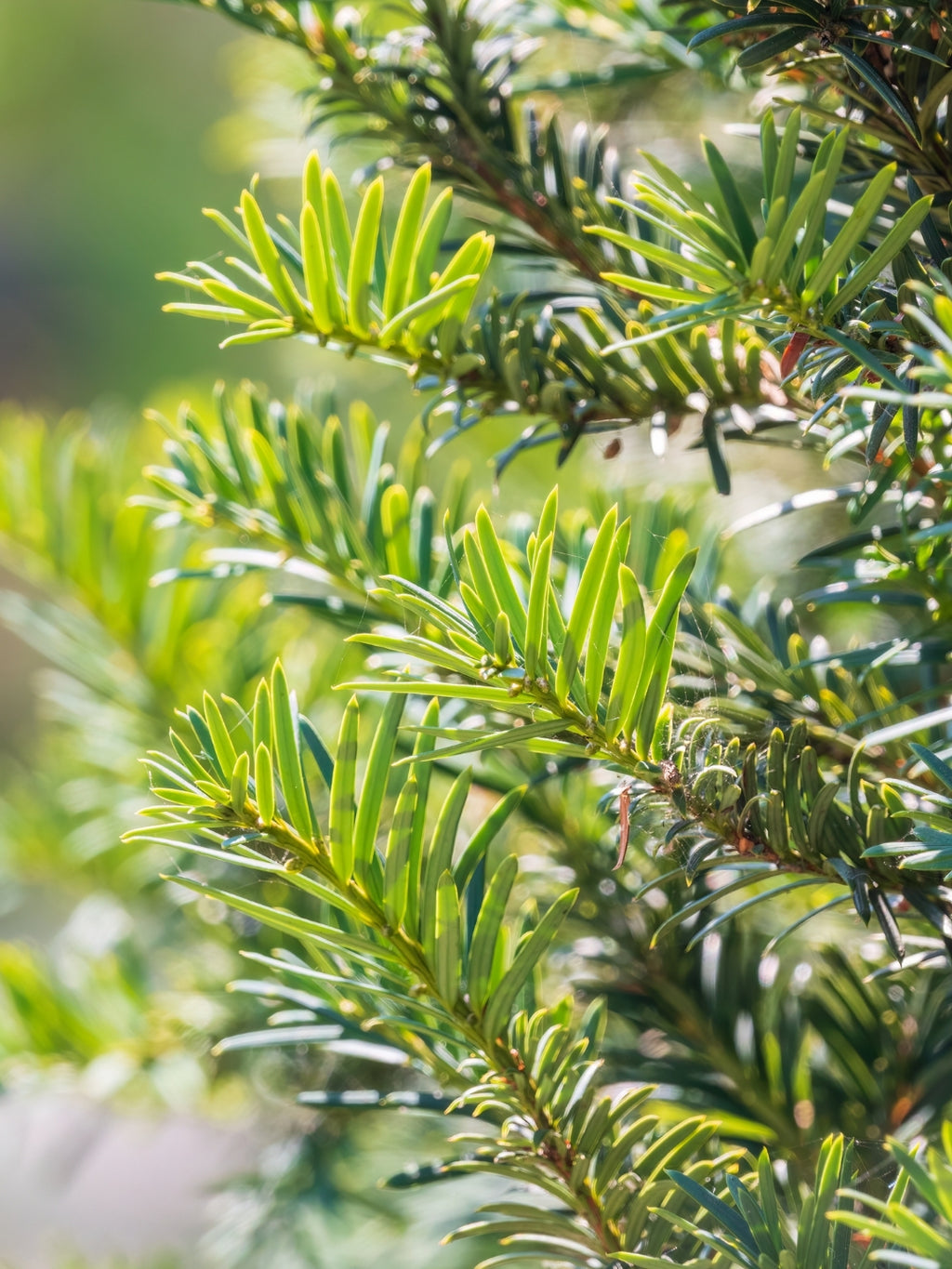 English Yew | Taxus Baccata | 1m instant Hedging Length