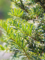 English Yew | Taxus Baccata | 1m instant Hedging Length