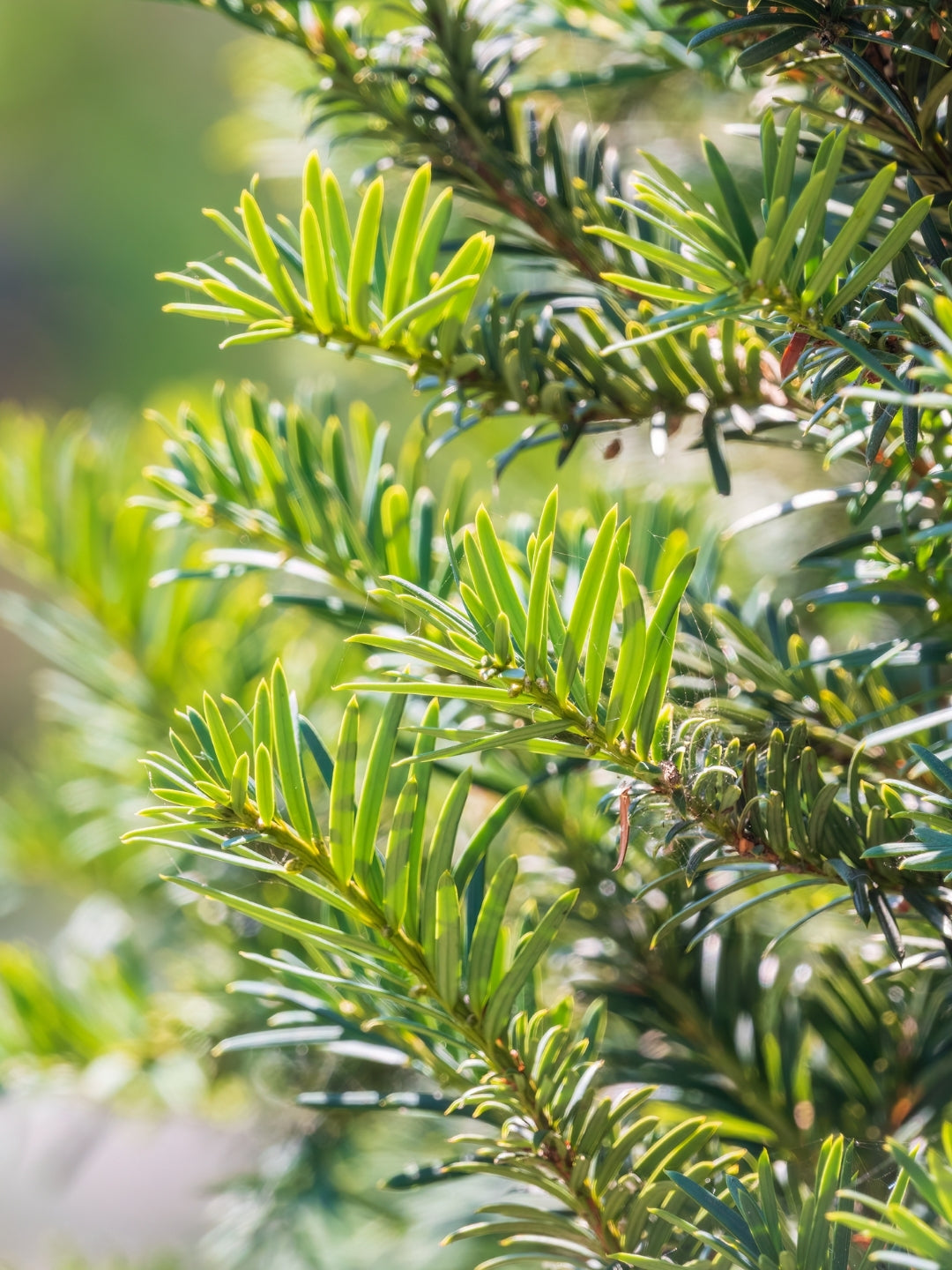 English Yew | Taxus Baccata | 1m instant Hedging Length