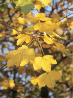 Field Maple | Acer Campestre | 1m Instant Hedging Length