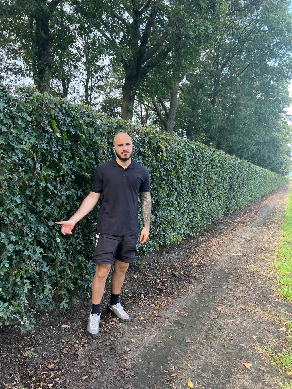 Field Maple | Acer Campestre | 1m Instant Hedging Length