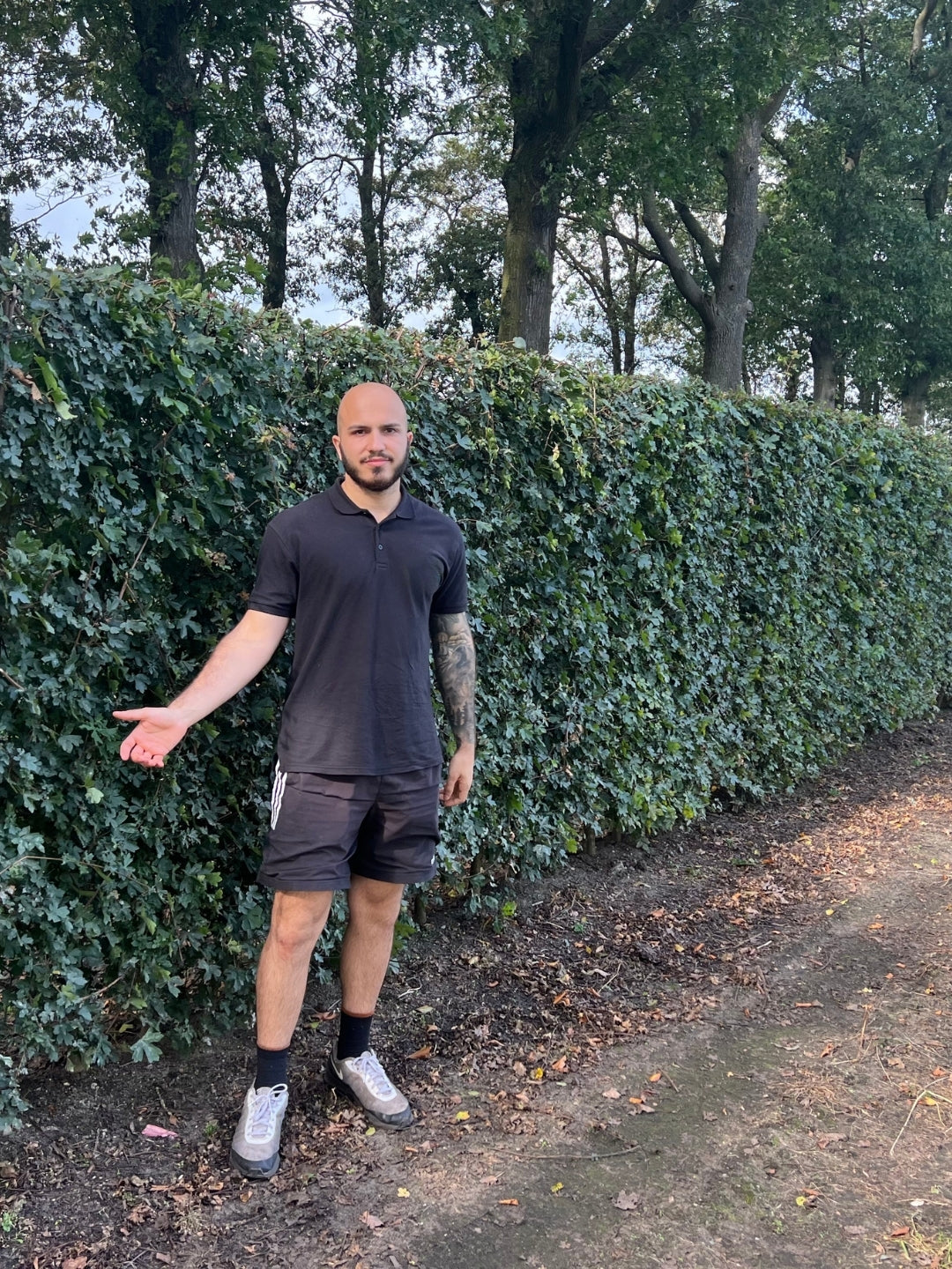 Field Maple | Acer Campestre | 1m Instant Hedging Length