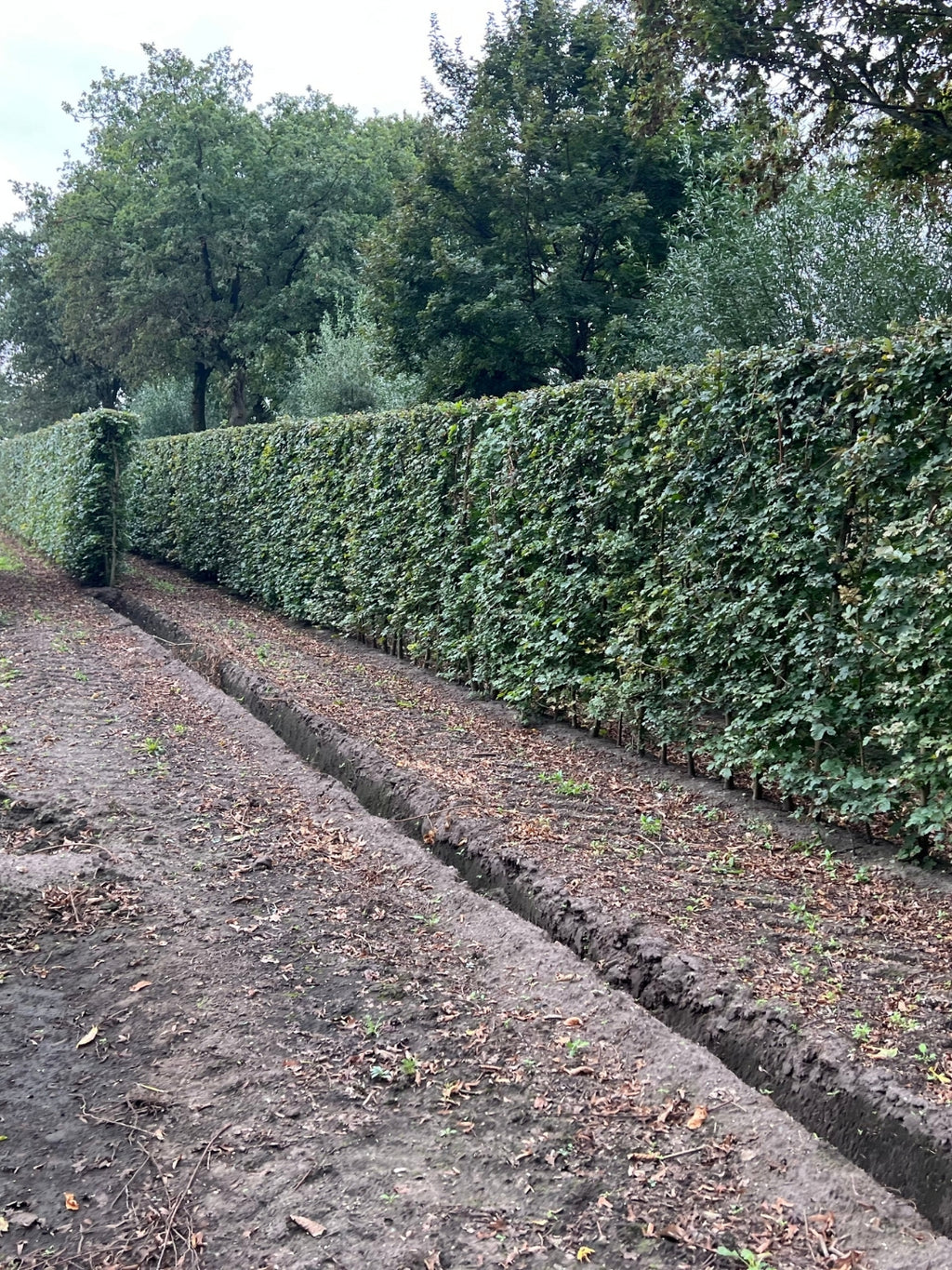 Field Maple | Acer Campestre | 1m Instant Hedging Length