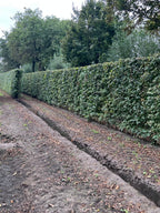 Field Maple | Acer Campestre | 1m Instant Hedging Length