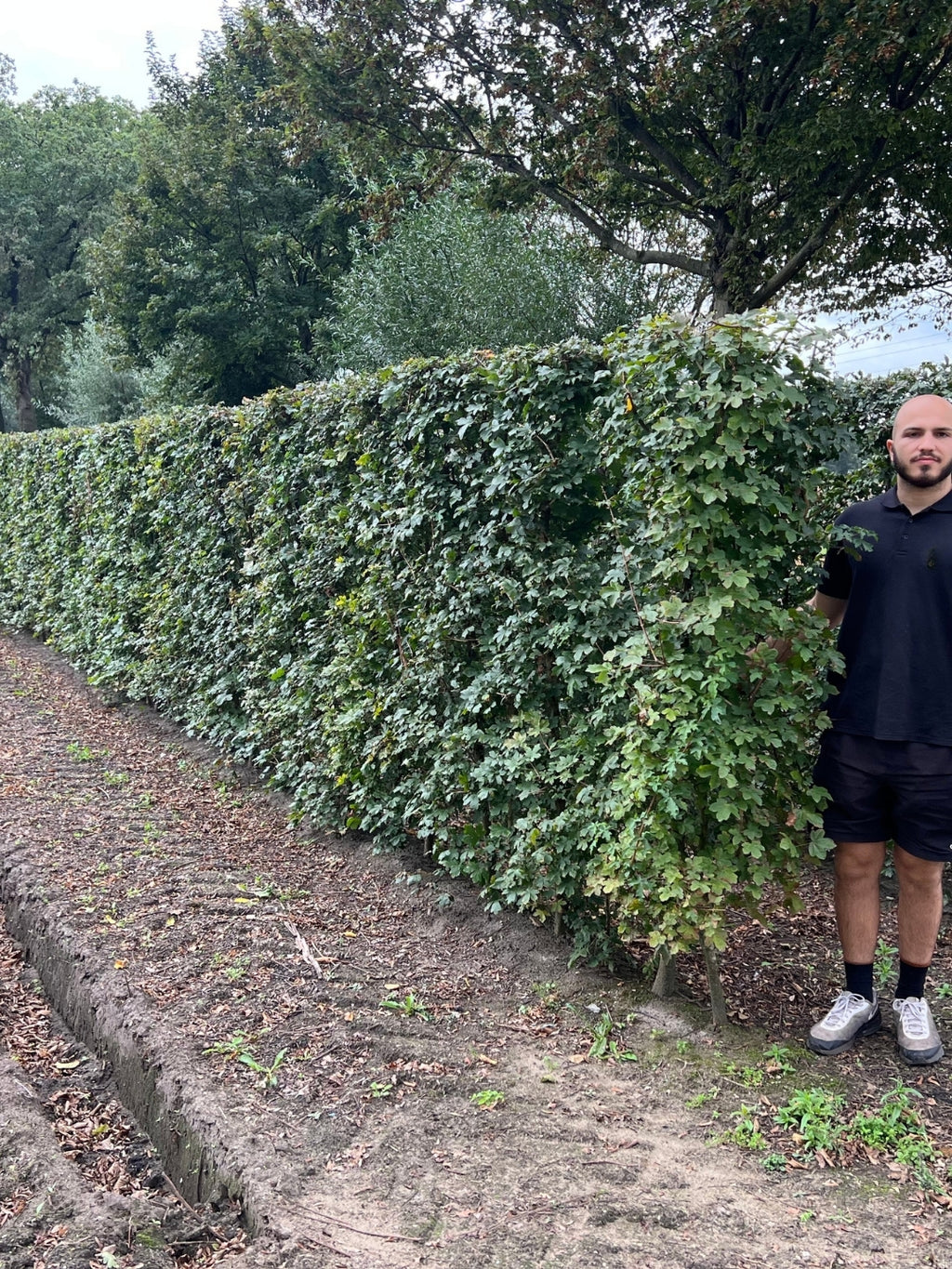 Field Maple | Acer Campestre | 1m Instant Hedging Length