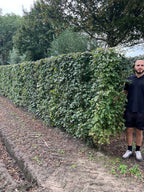 Field Maple | Acer Campestre | 1m Instant Hedging Length