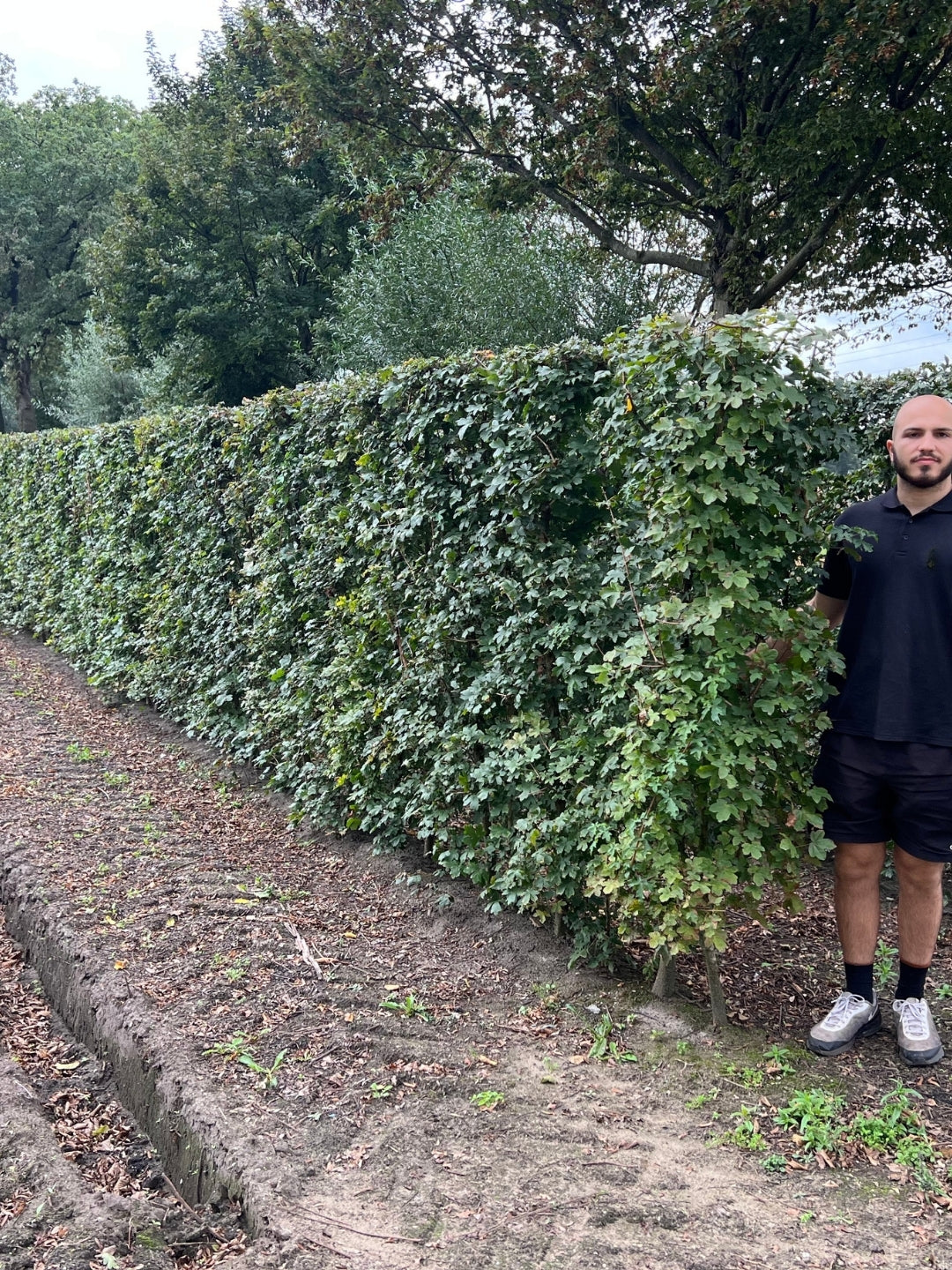 Field Maple | Acer Campestre | 1m Instant Hedging Length