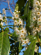 Genolia Laurel | Prunus Laurocerasus Genolia | 1m Instant Hedging Length