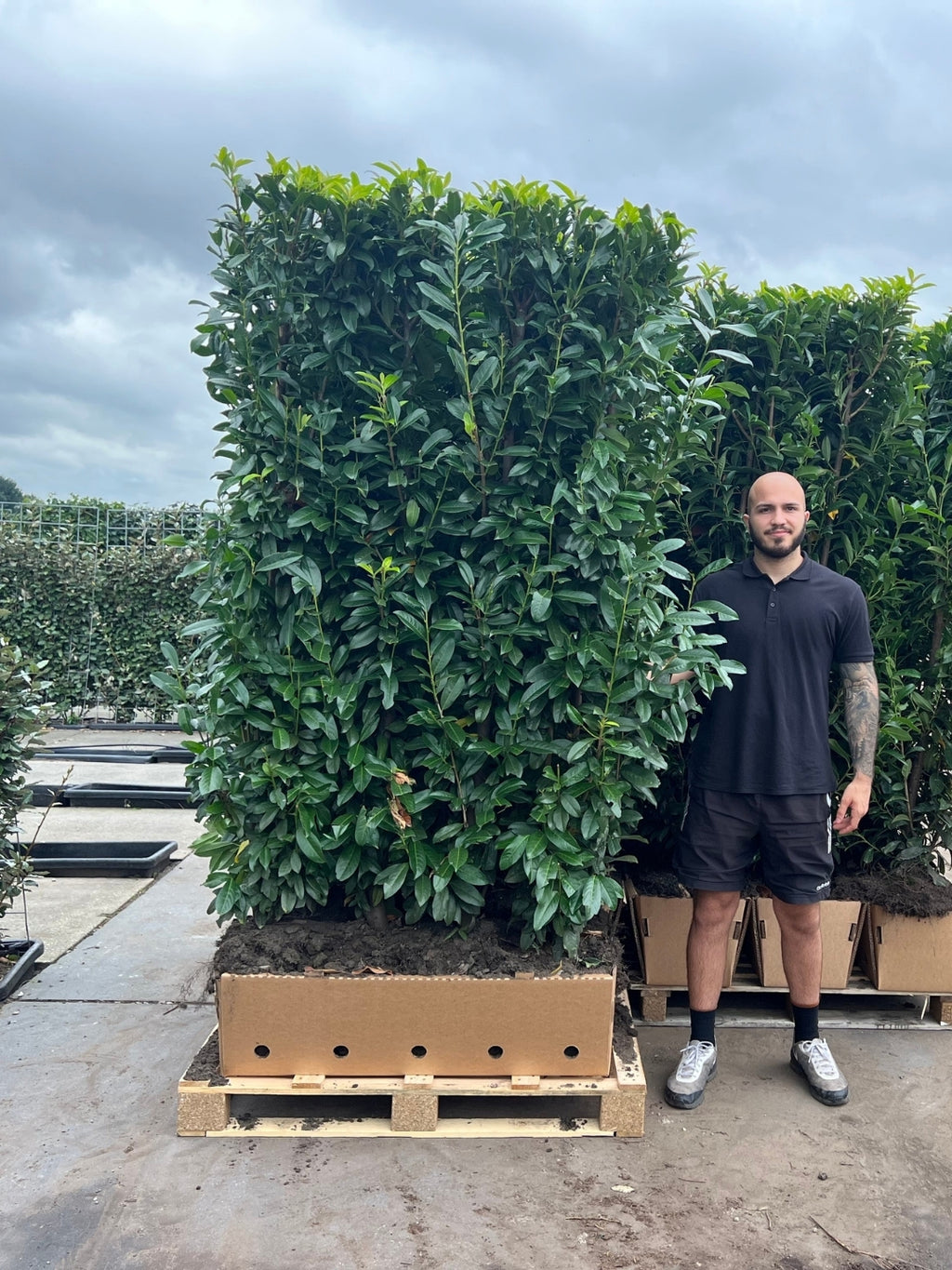 Genolia Laurel | Prunus Laurocerasus Genolia | 1m Instant Hedging Length