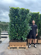 Genolia Laurel | Prunus Laurocerasus Genolia | 1m Instant Hedging Length