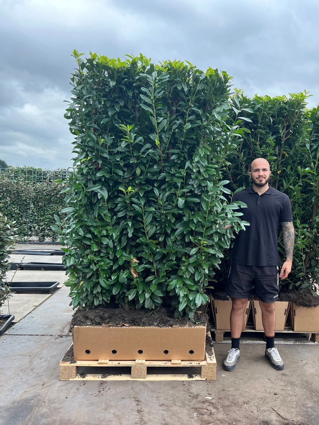 Genolia Laurel | Prunus Laurocerasus Genolia | 1m Instant Hedging Length