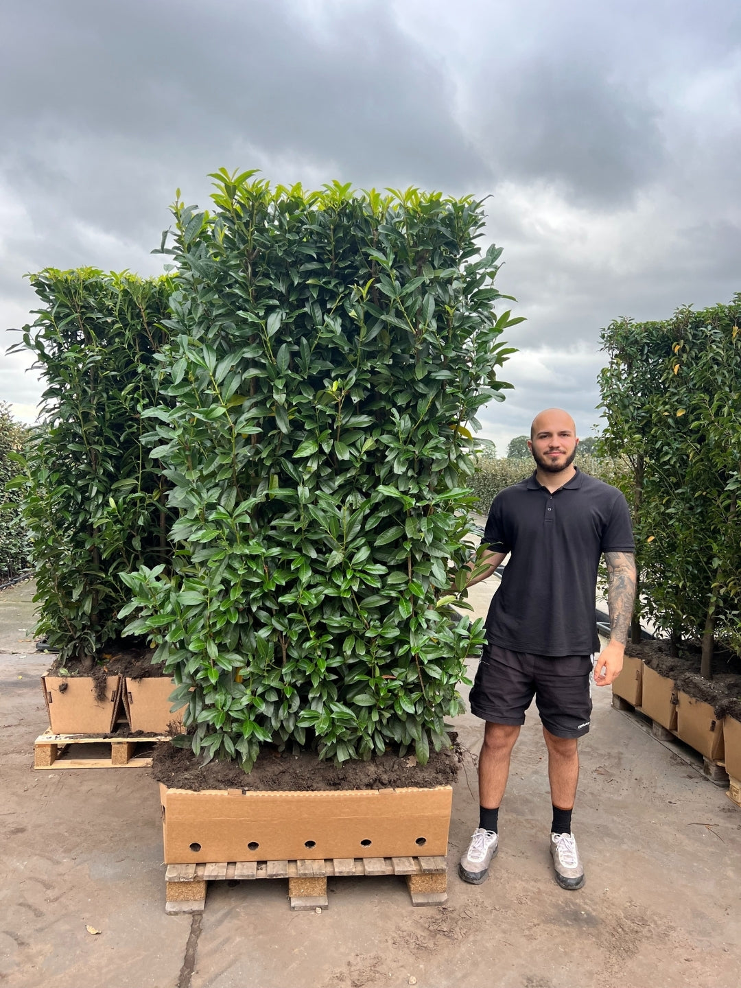 Genolia Laurel | Prunus Laurocerasus Genolia | 1m Instant Hedging Length