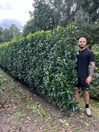 Genolia Laurel | Prunus Laurocerasus Genolia | 1m Instant Hedging Length