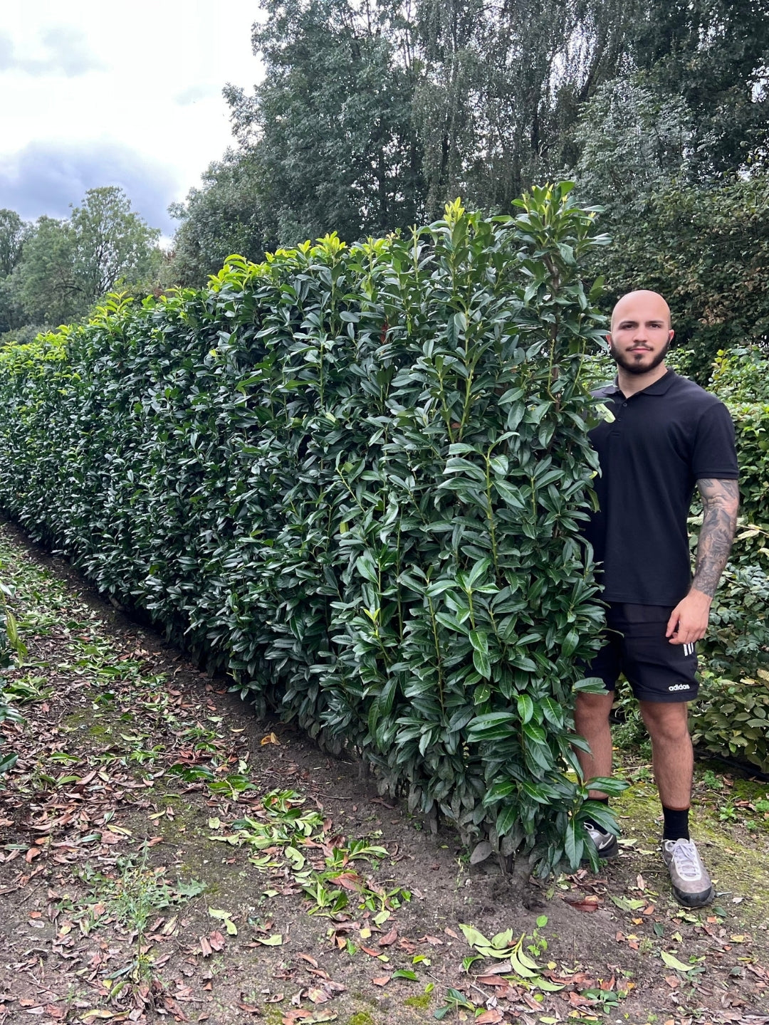 Genolia Laurel | Prunus Laurocerasus Genolia | 1m Instant Hedging Length