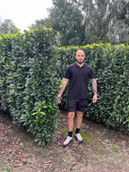 Genolia Laurel | Prunus Laurocerasus Genolia | 1m Instant Hedging Length