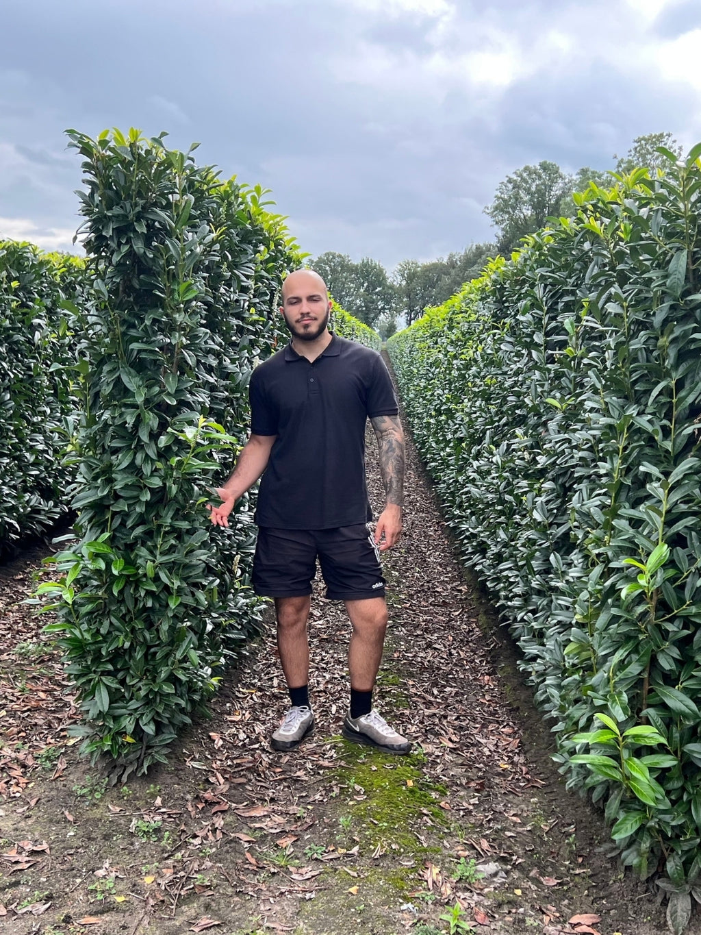 Genolia Laurel | Prunus Laurocerasus Genolia | 1m Instant Hedging Length