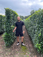 Genolia Laurel | Prunus Laurocerasus Genolia | 1m Instant Hedging Length