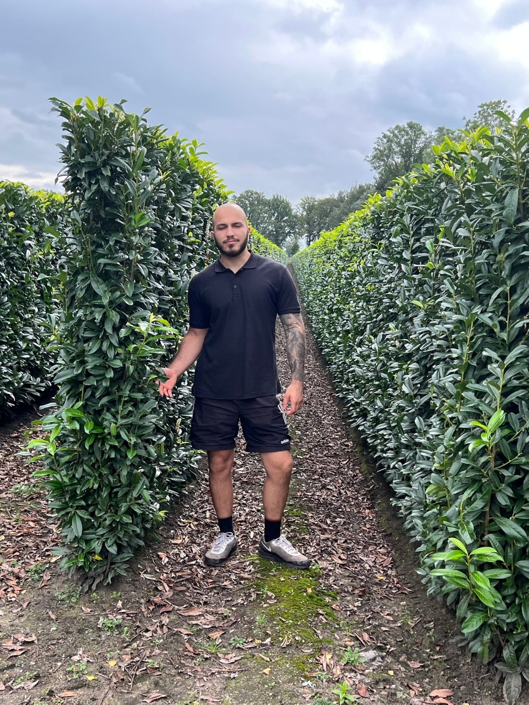 Genolia Laurel | Prunus Laurocerasus Genolia | 1m Instant Hedging Length