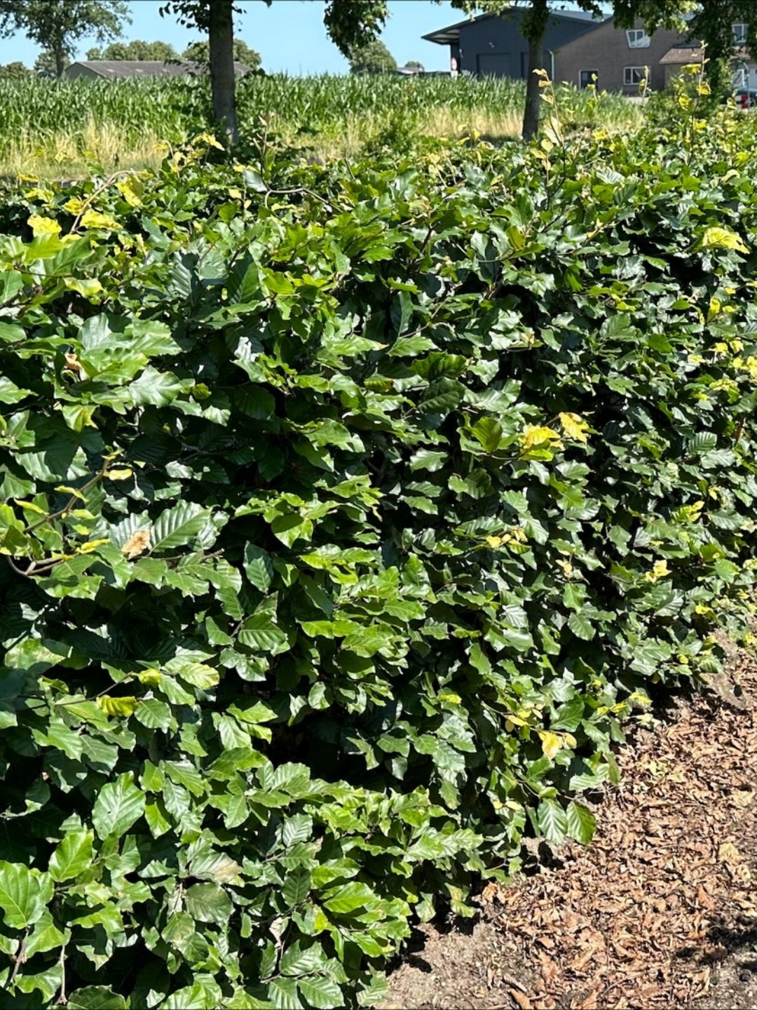 Green Beech | Fagus Sylvatica | 1m Instant Hedging Length